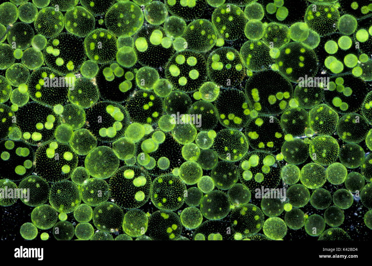 Volvox aureus, plancton végétal, étang, l'eau, Banque D'Images