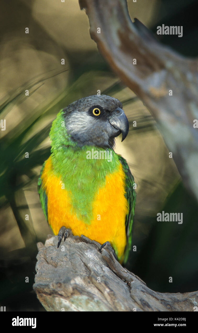 Le Sénégal, Parrot Poicephalus senegalus, vert et jaune, les plumes, l'Afrique de l'Ouest Banque D'Images