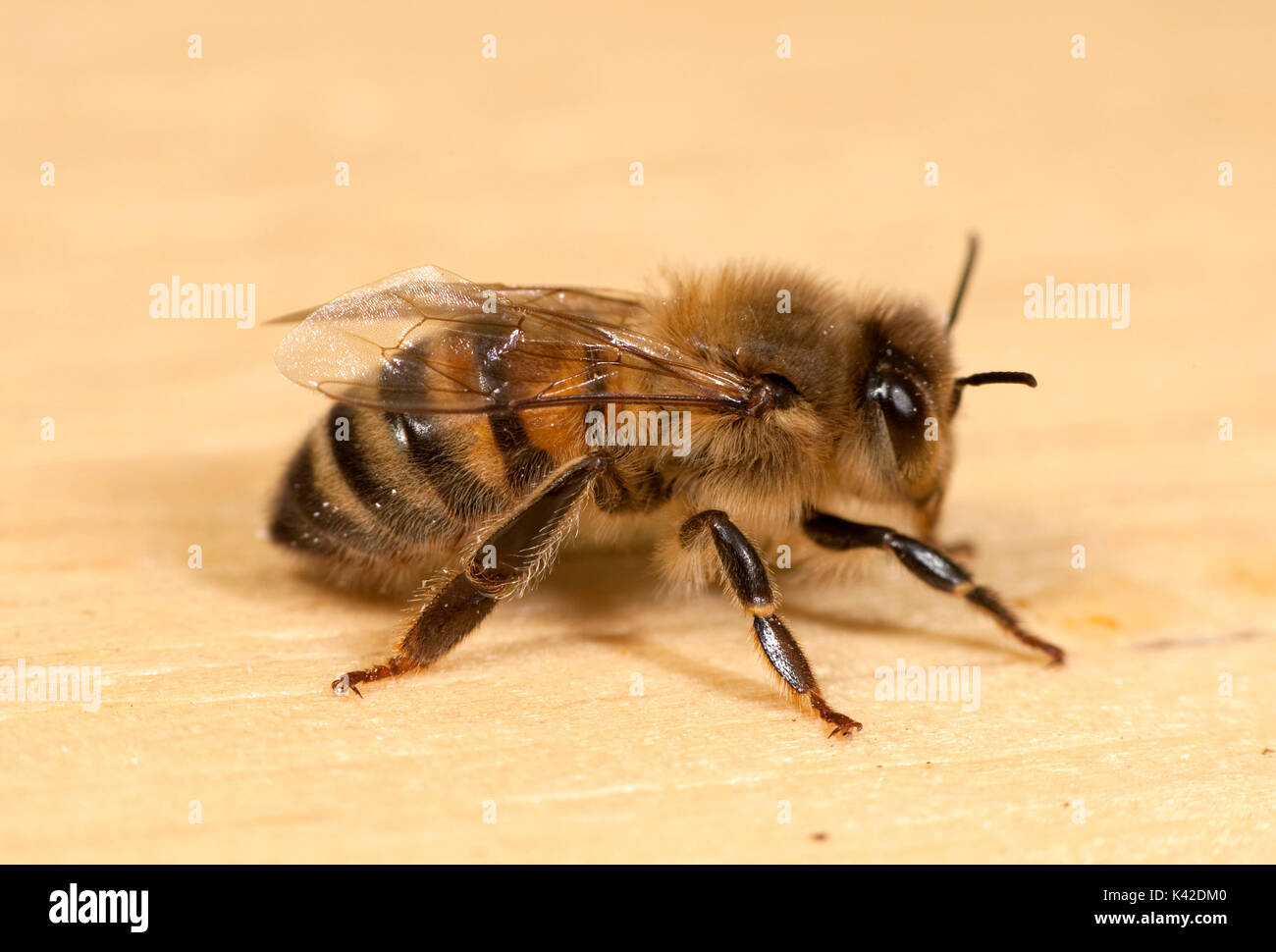 Close up de travailleur, de l'abeille Apis mellifera, Kent UK Banque D'Images