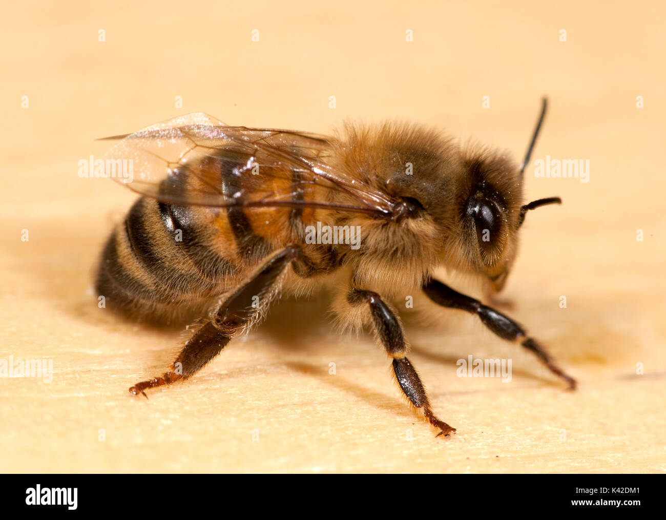 Close up de travailleur, de l'abeille Apis mellifera, Kent UK Banque D'Images