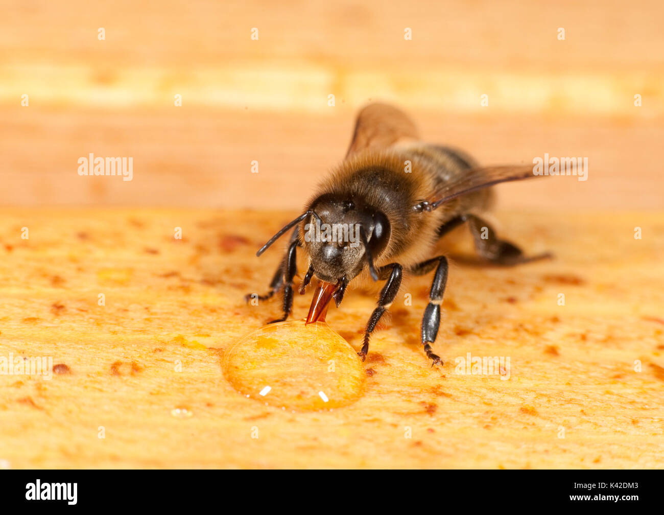 Boire de l'Abeille le miel des abeilles à l'intérieur de la ruche, Apis mellifera, Kent UK Banque D'Images