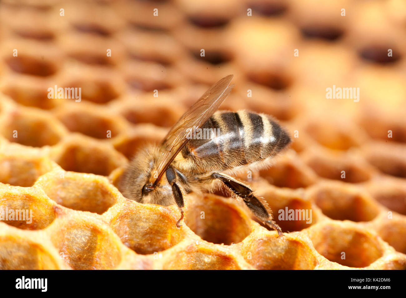 Honey Bee, contrôle des travailleurs à l'intérieur des cellules dans la ruche, Apis mellifera, Kent UK Banque D'Images