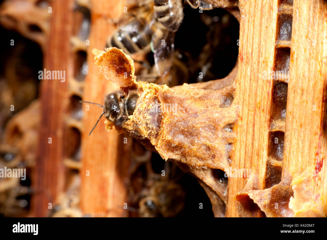 Nouvelle reine abeille, l'éclosion de la cellule de la reine dans la ruche, Apis mellifera, Kent UK Banque D'Images