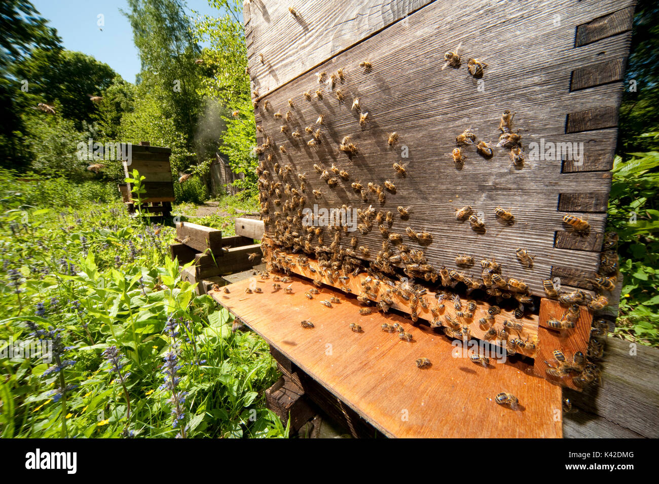 Abeille, Apis mellifera, Kent UK, l'essaimage des abeilles de ruche, printemps, laissant l'entrée de la ruche, couvrant, battant Banque D'Images