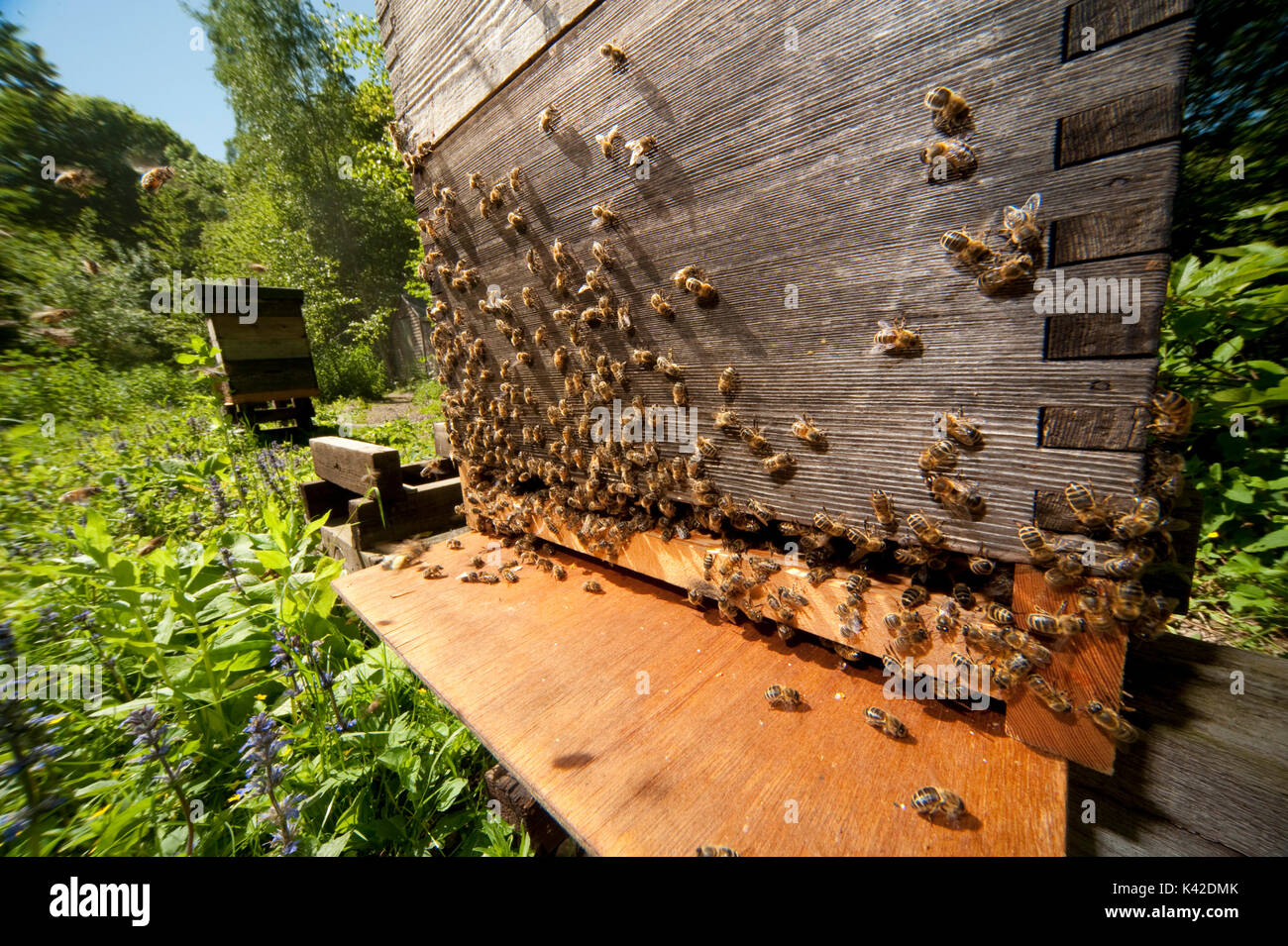 Abeille, Apis mellifera, Kent UK, l'essaimage des abeilles de ruche, printemps, laissant l'entrée de la ruche, couvrant, battant Banque D'Images