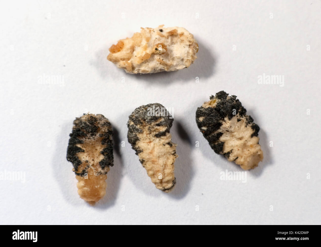 Larves mortes montrant la maladie du couvain sacciforme, abeille, Apis mellifera, Kent UK, affecte les larves avant de franchir une des nymphes, larves touchés changement de poire Banque D'Images