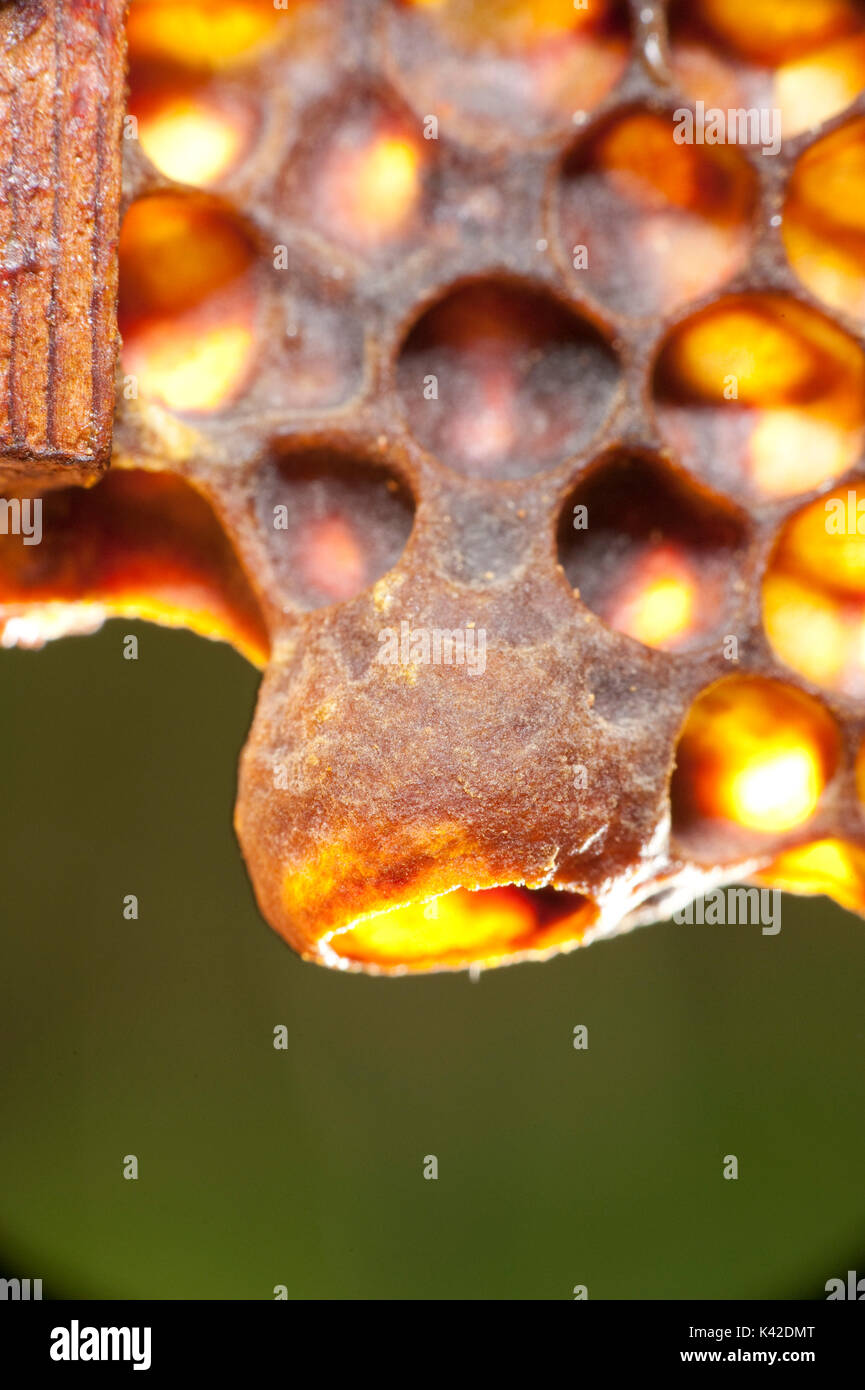 Abeille, Apis mellifera, Kent UK, Queen cup, les cellules sur le bord de honecomb à partir de la ruche Banque D'Images