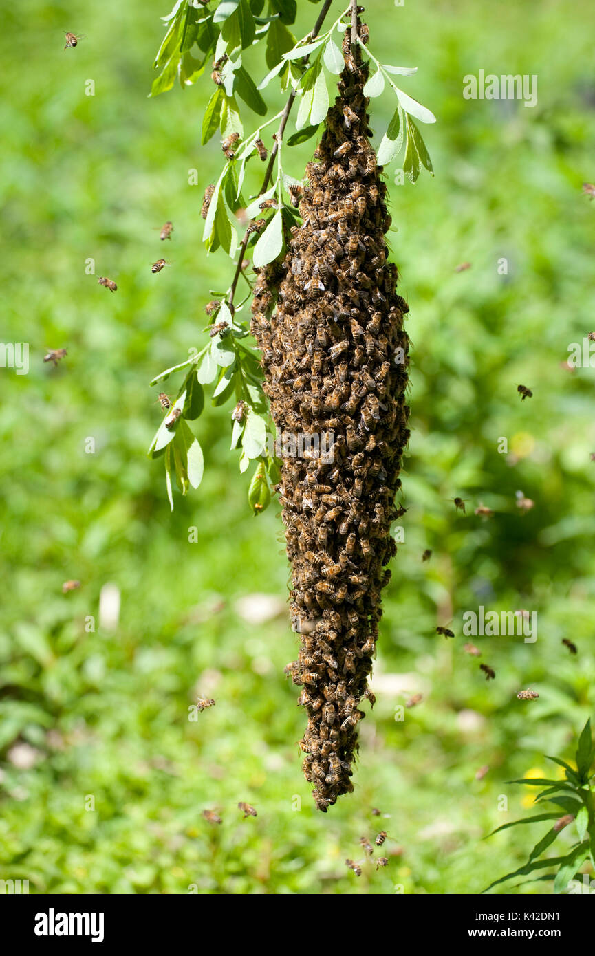L'essaimage de l'Abeille, sur arbre à proximité de la ruche, Apis mellifera, Kent UK, printemps, un moyen naturel de reproduction des colonies d'abeilles. Un nouveau h Banque D'Images