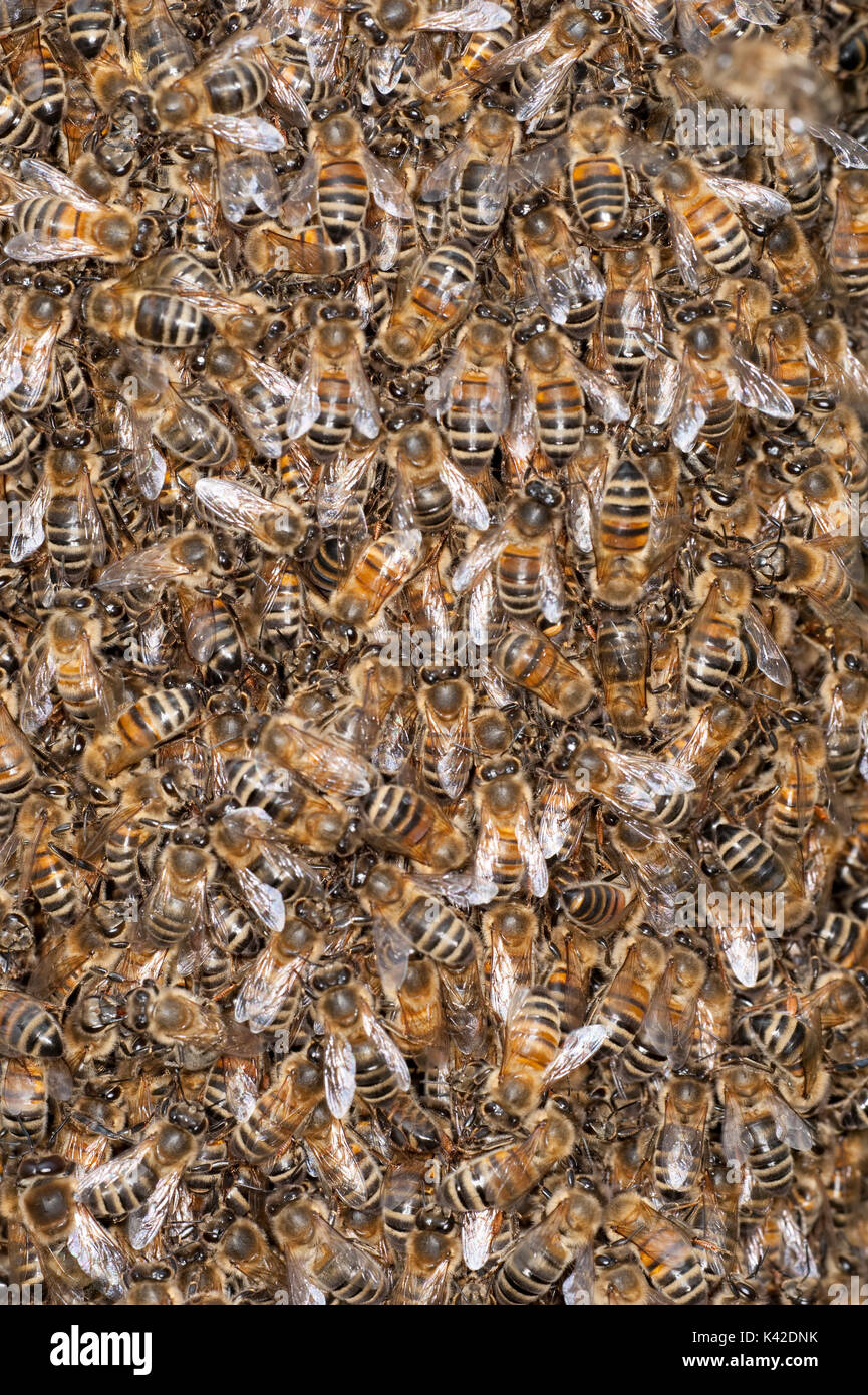 Close up, l'essaimage de l'abeille, Apis mellifera, Kent UK, printemps, un moyen naturel de reproduction des colonies d'abeilles. Une nouvelle colonie d'abeilles est formé Banque D'Images