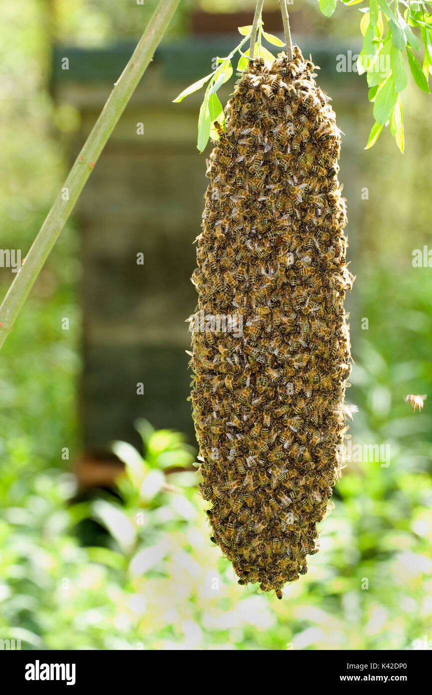 L'essaimage de l'Abeille, sur arbre à proximité de la ruche, Apis mellifera, Kent UK, printemps, un moyen naturel de reproduction des colonies d'abeilles. Un nouveau h Banque D'Images