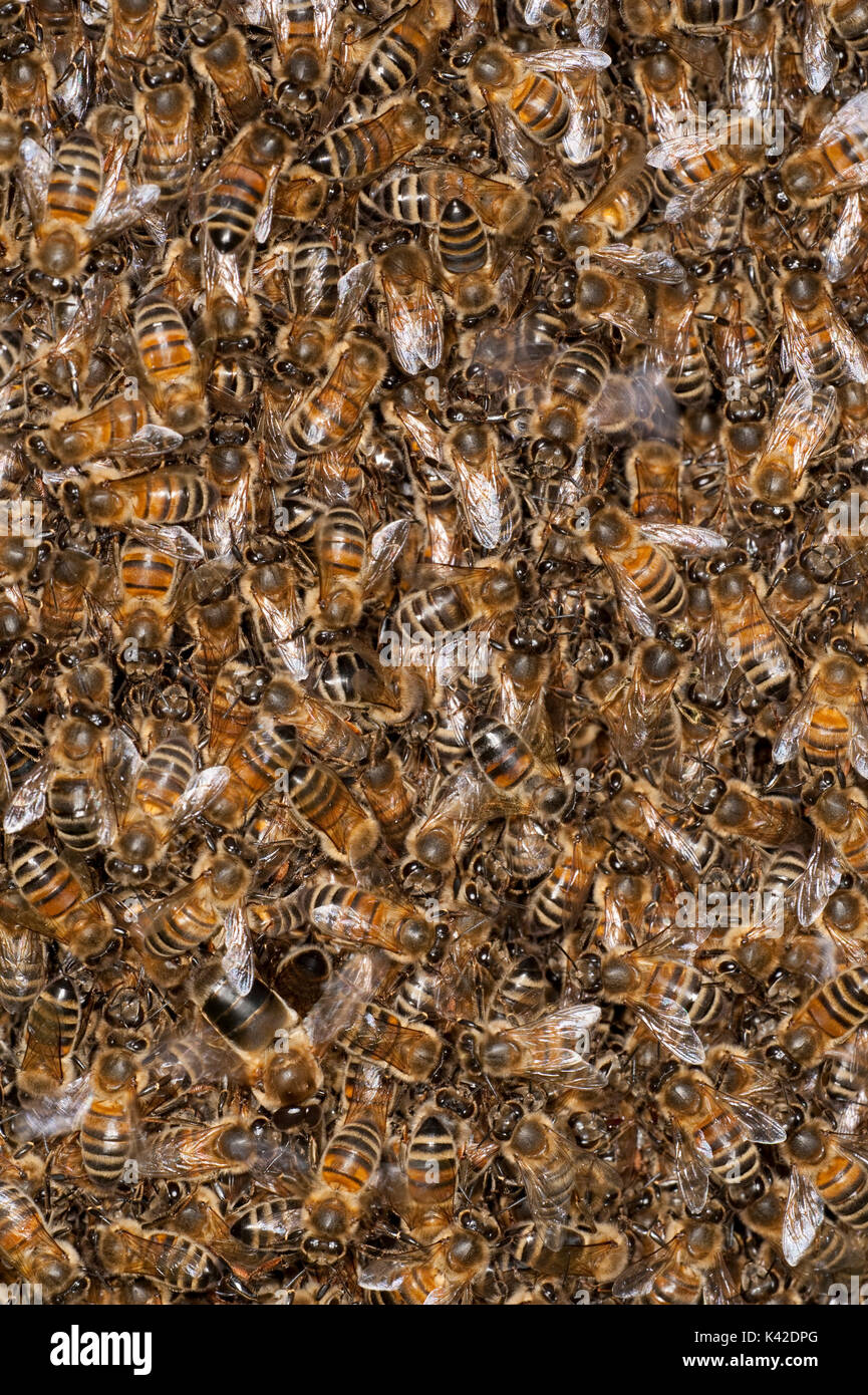 Close up, l'essaimage de l'abeille, Apis mellifera, Kent UK, printemps, un moyen naturel de reproduction des colonies d'abeilles. Une nouvelle colonie d'abeilles est formé Banque D'Images