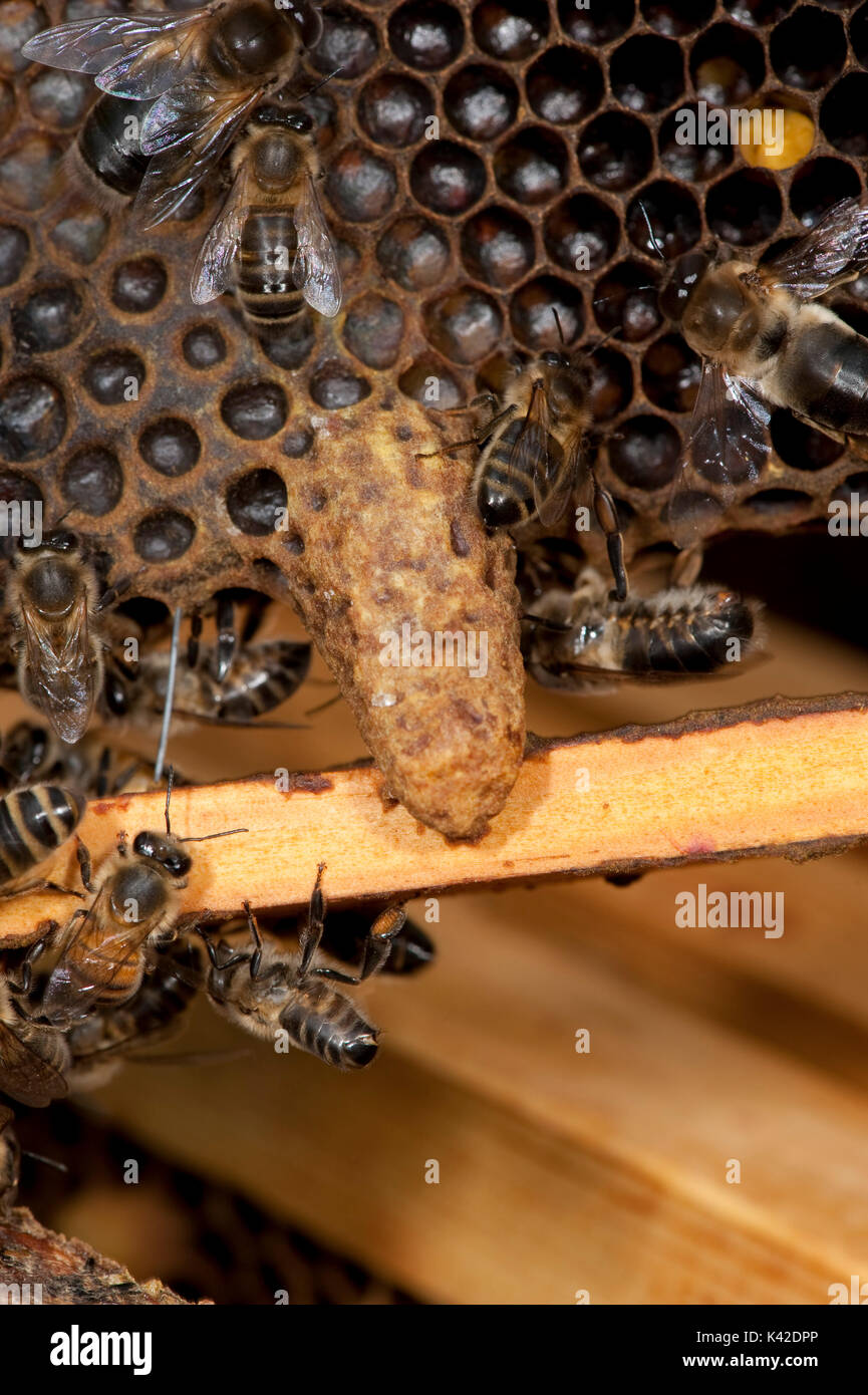 Abeille, Apis mellifera, Kent UK, cellule royale, sur nid d'hive Banque D'Images
