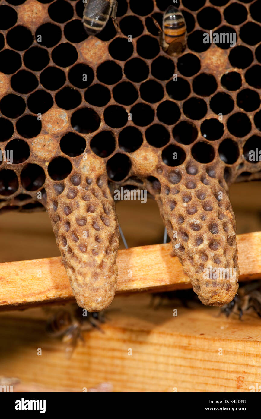 Abeille, Apis mellifera, Kent UK, cellule royale, sur nid d'hive Banque D'Images