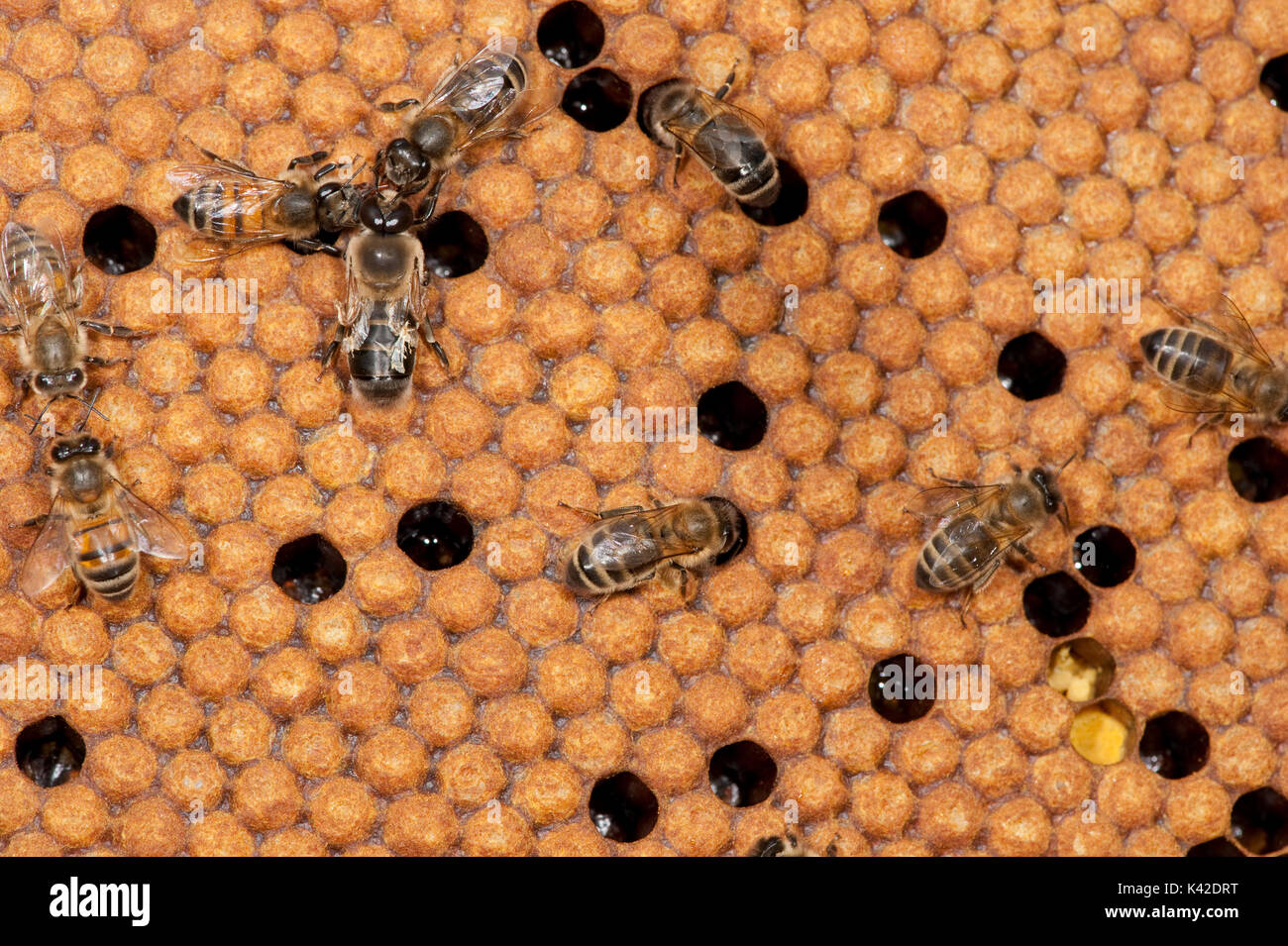 Abeille, Apis mellifera, chambres d'incubation sur le bâti à partir de la ruche, Kent UK, maintenu à la partie inférieure de la Ruche où la reine passe la plupart de son temps à jeter Banque D'Images