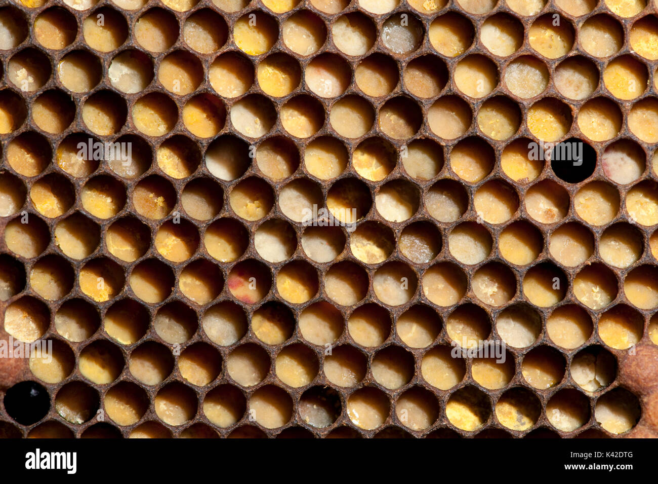 Les cellules de stockage du pollen, l'abeille, Apis mellifera, Kent UK, sur le châssis de la ruche Banque D'Images
