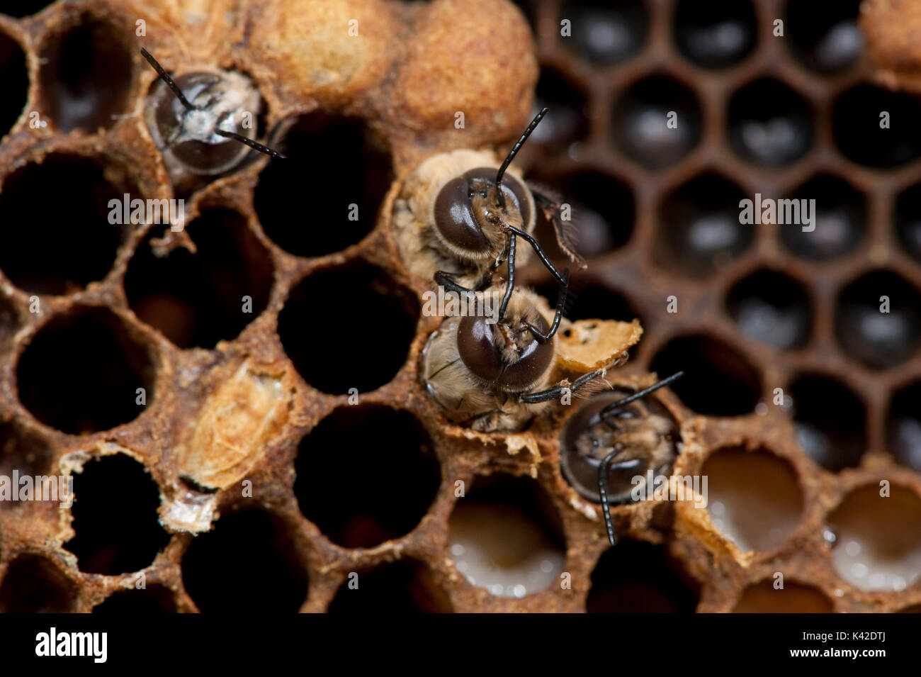 Les abeilles à miel de bourdon, émergentes, Apis mellifera, Kent UK, l'incubation de cellules scellées dans la chambre à couvain, adulte Banque D'Images