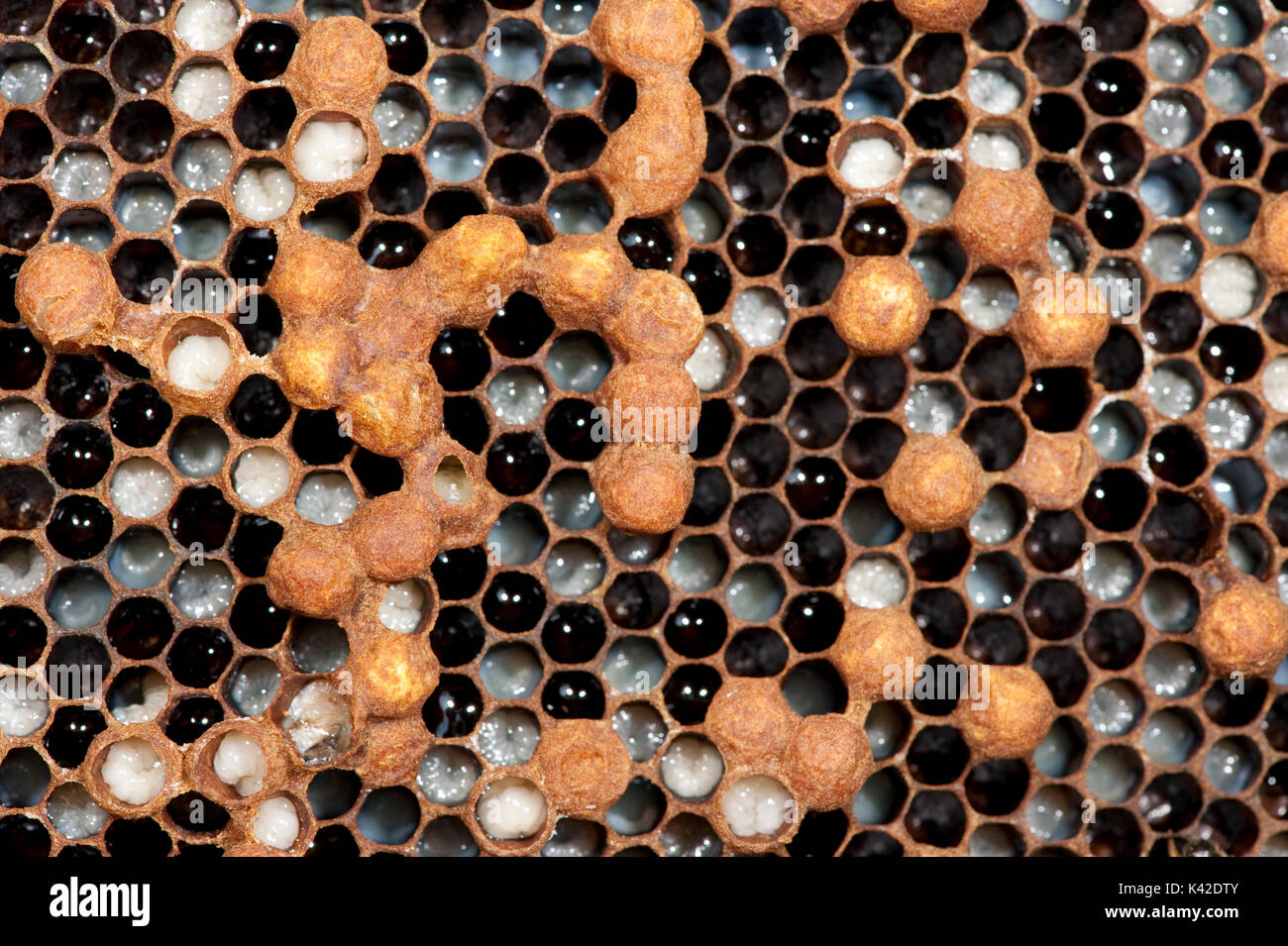 Les larves de bourdon, abeille, Apis mellifera, Kent UK, dans les cellules de honecomb, ruche couvain, montrant de plus en plus et certaines cellules plafonné de drones et d'autres avec des oeufs je Banque D'Images