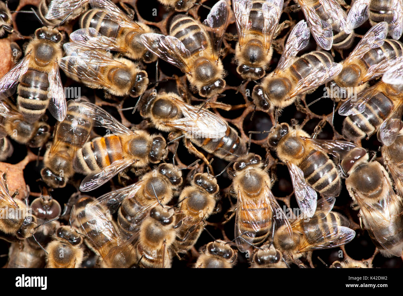 La reine d'assister aux travailleurs, abeille, Apis mellifera, Kent UK, à l'intérieur de la ruche, Banque D'Images