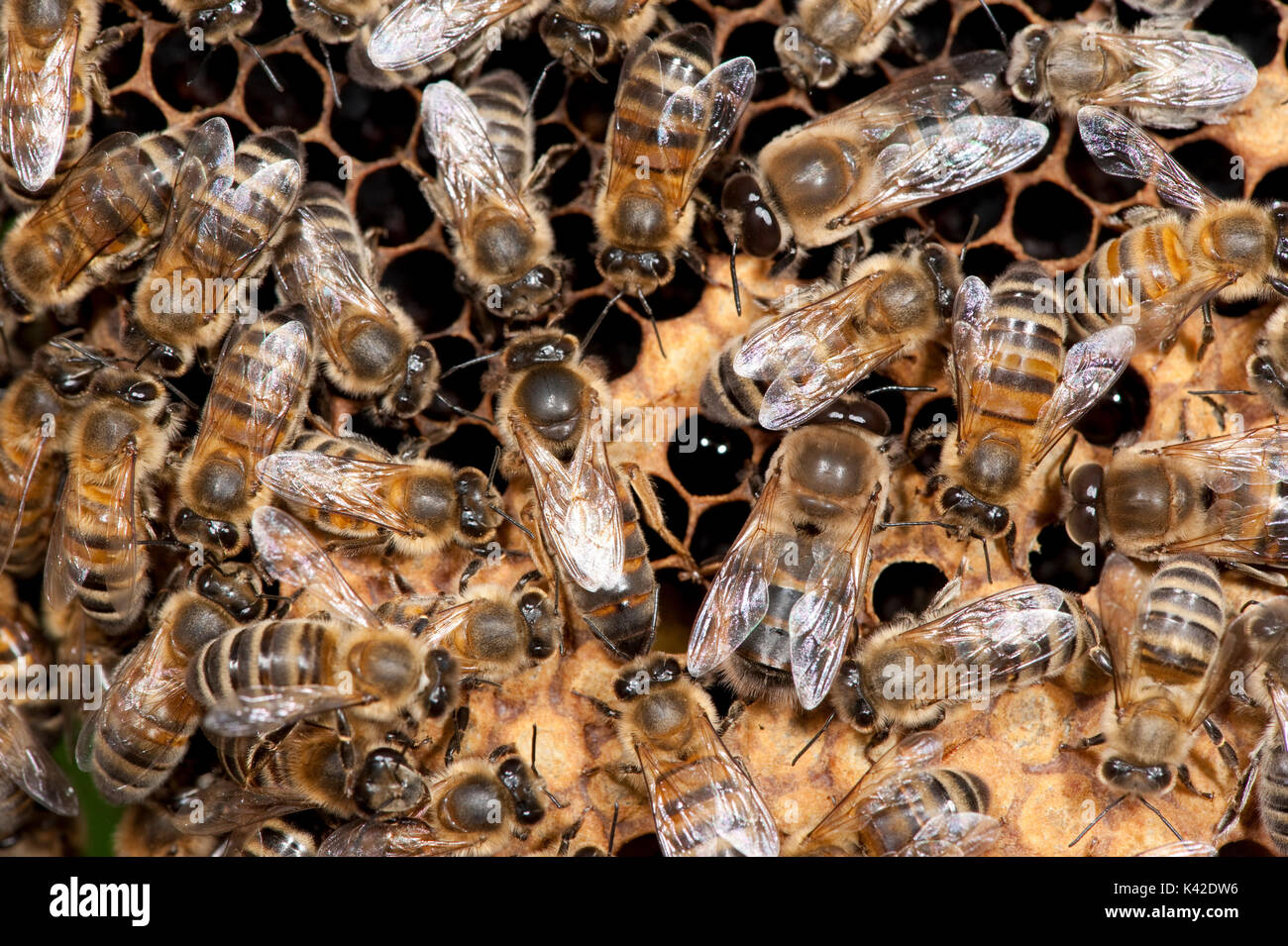 La reine d'assister aux travailleurs, abeille, Apis mellifera, Kent UK, à l'intérieur de la ruche, Banque D'Images