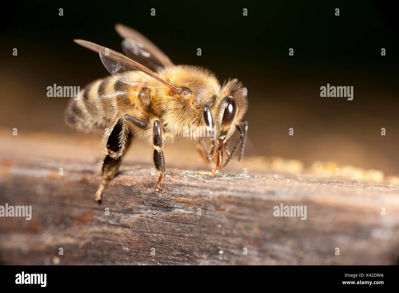Travailleur abeille, Apis mellifera, Kent UK, sur le côté de la ruche, montrant un corps entier, les jambes, les ailes, la tête, des yeux, des antennes Banque D'Images