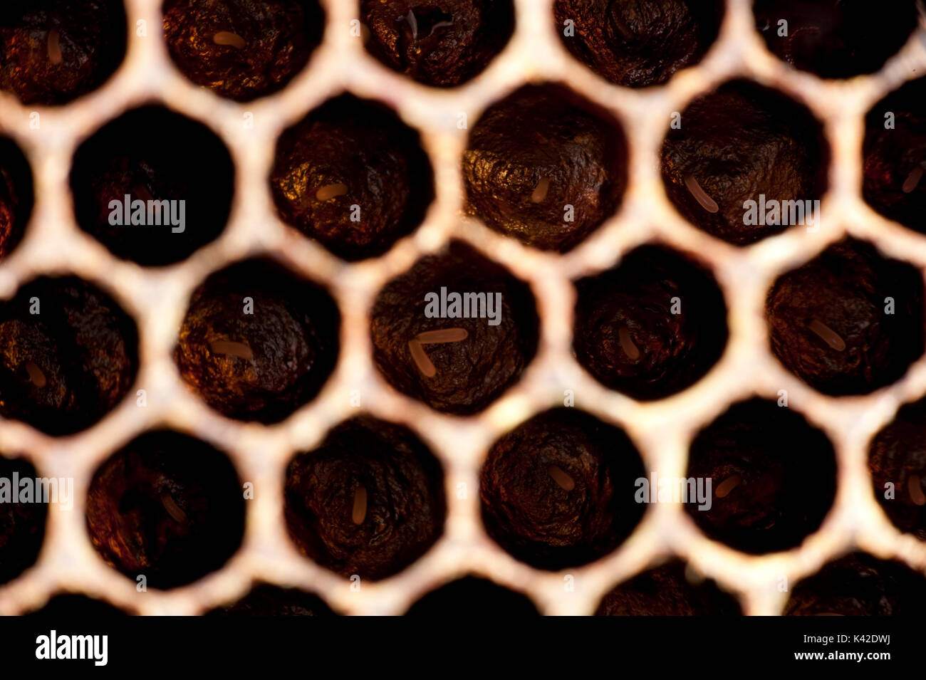 Les oeufs pondus dans les cellules, abeille, Apis mellifera, Kent UK, à l'intérieur du châssis en nid d'hive Banque D'Images