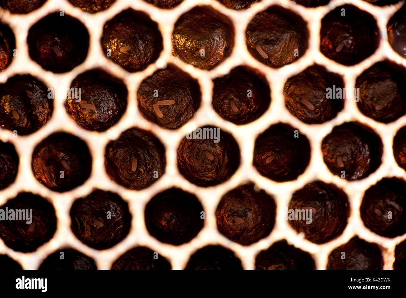 Les oeufs pondus dans les cellules, abeille, Apis mellifera, Kent UK, à l'intérieur du châssis en nid d'hive Banque D'Images