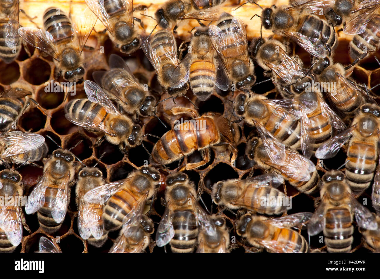 La Reine de la Nouvelle-Zélande sur les cellules en ruche, entouré par les travailleurs, abeille, Apis mellifera, Kent UK, honecomb, cellules tendance Banque D'Images