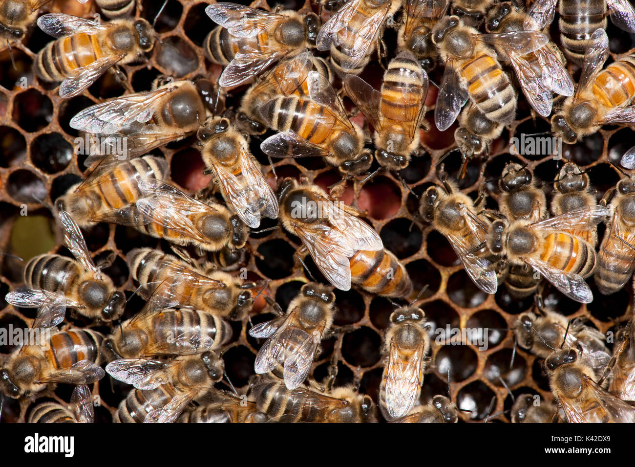 La Reine de la Nouvelle-Zélande sur les cellules en ruche, entouré par les travailleurs, abeille, Apis mellifera, Kent UK, honecomb, cellules tendance Banque D'Images