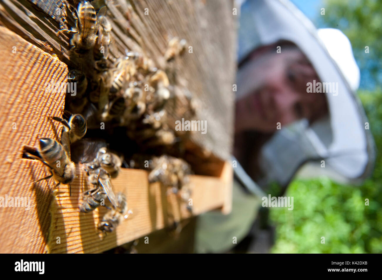 Les abeilles à l'entrée de la ruche, Fanning Apis mellifera, Kent UK, apiculteur à regarder, les abeilles élèvent leur abdomen en l'air, les travailleurs exposer un blanc-t Banque D'Images