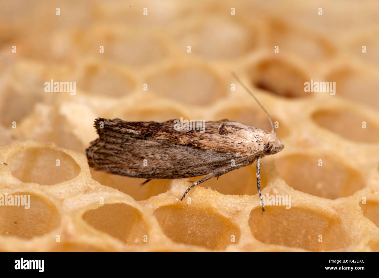 Plus de la fausse teigne, Galleria mellonella, lutte contre les ravageurs à l'abeille, Apis mellifera, Kent UK, chenilles ou larves se nourrissent sur nid d'une colonie qui endommagent le Banque D'Images