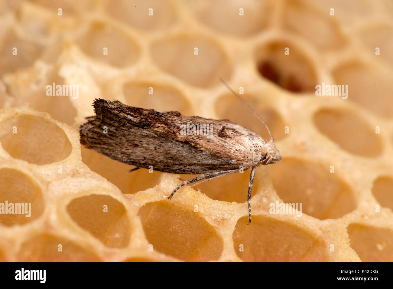 Plus de la fausse teigne, Galleria mellonella, lutte contre les ravageurs à l'abeille, Apis mellifera, Kent UK, chenilles ou larves se nourrissent sur nid d'une colonie qui endommagent le Banque D'Images