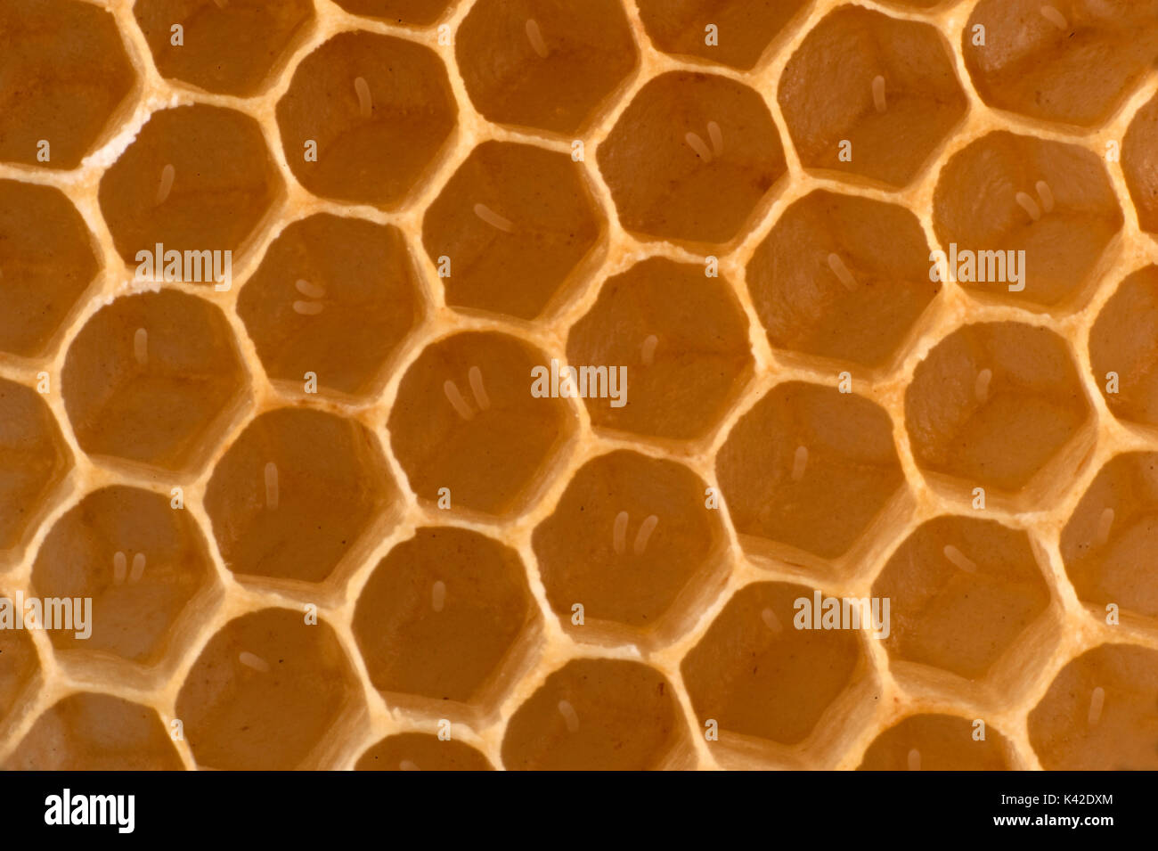 Close up d'oeufs pondus dans les cellules de honecomb de ruche, abeille, Apis mellifera, Kent UK Banque D'Images
