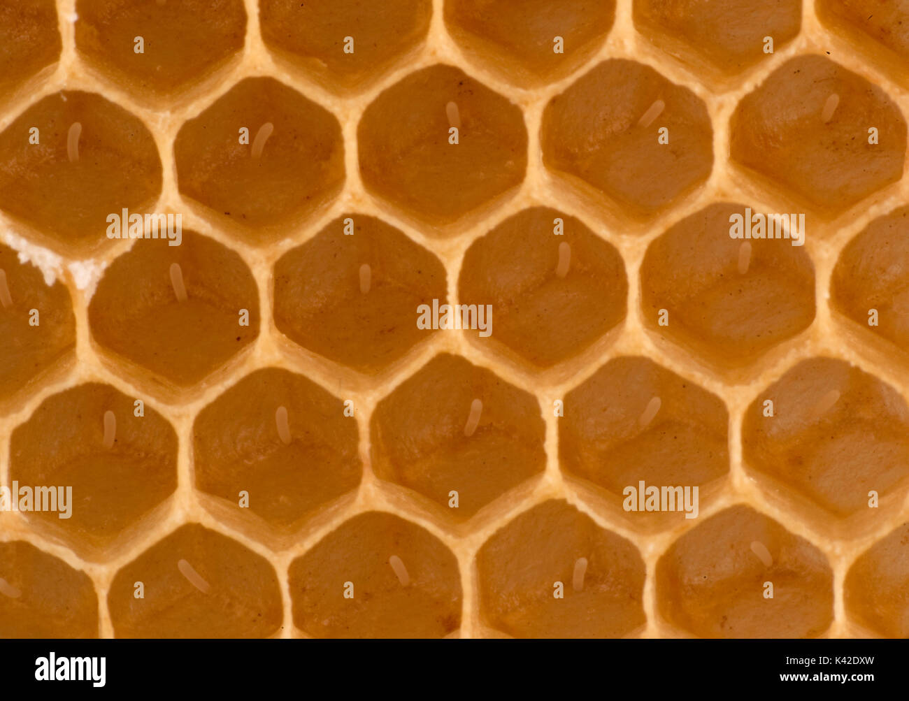 Close up d'oeufs pondus dans les cellules de honecomb de ruche, abeille, Apis mellifera, Kent UK Banque D'Images