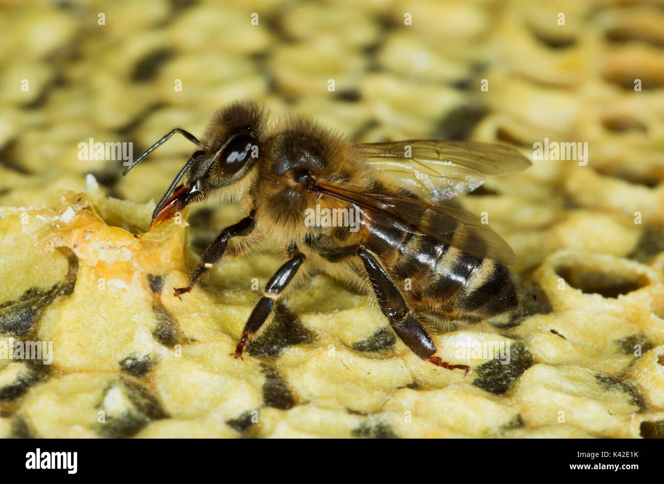 Abeille, Apis mellifera, travailleur à l'intérieur de ruche câblages broken peigne, Close up montrant langue et de la bouche, pièces, réseau social, Banque D'Images
