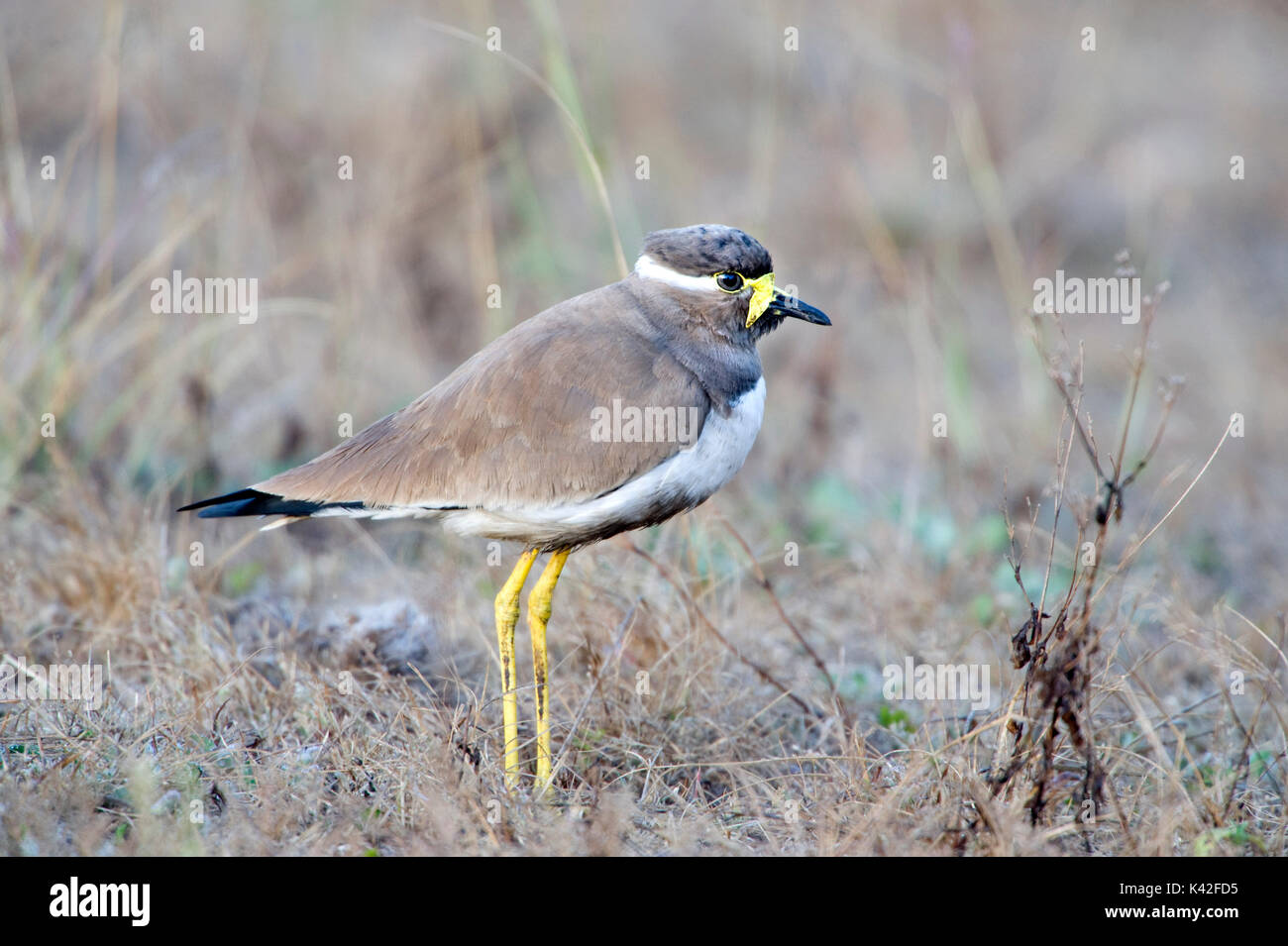 Yellow-réorganisation, sociable Vanellus malabaricus, Kanha National Park, Réserve de tigres, Madhya Pradesh, Inde Banque D'Images