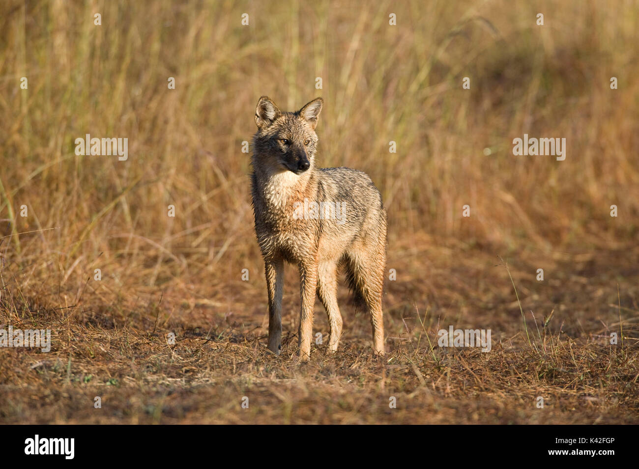 Le chacal doré, Canis aureus, debout dans l'herbe haute, la Réserve de tigres de Kanha, Parc National, Madhya Pradesh, Inde Banque D'Images