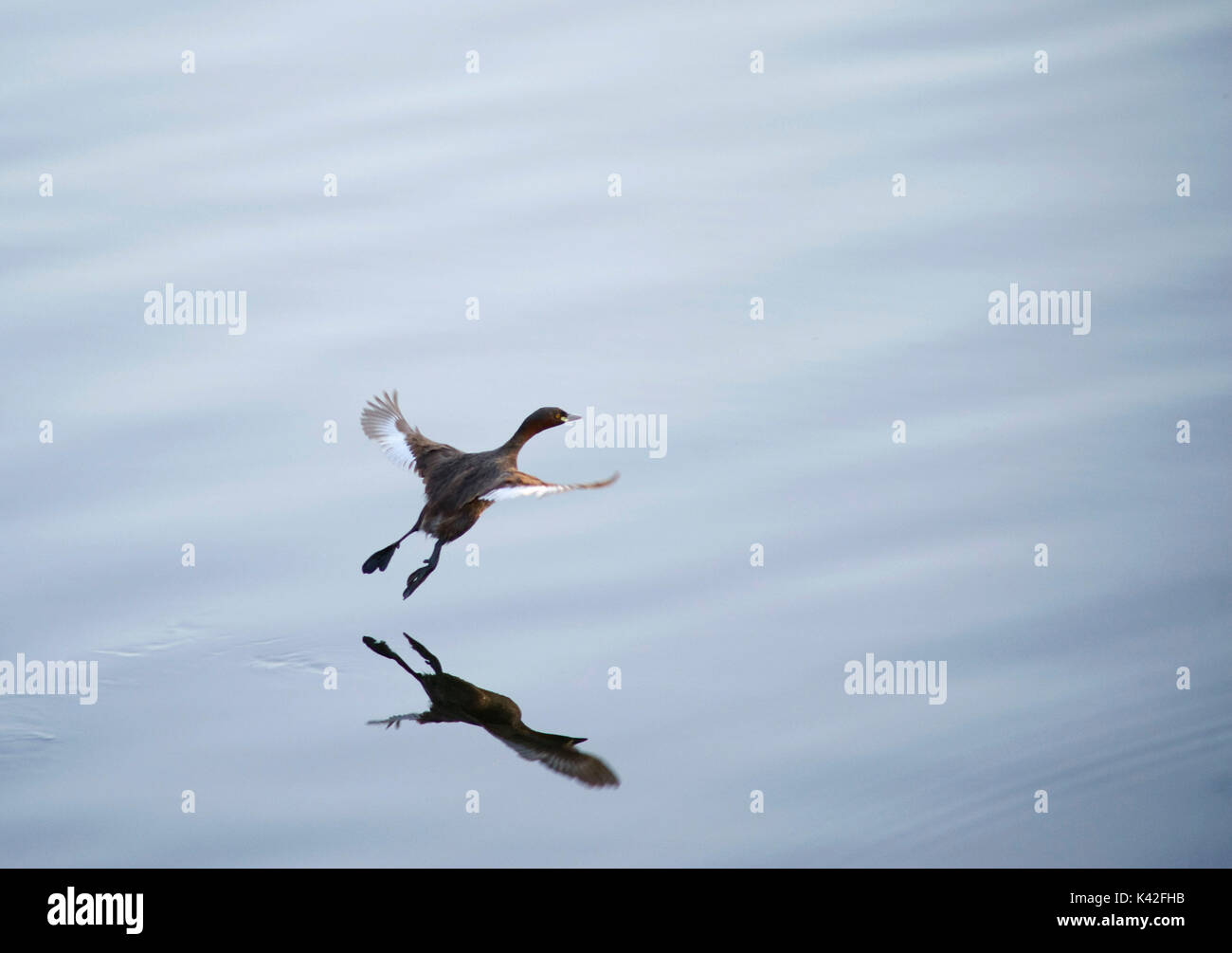 Duck en vol, réflexion sur l'eau, la Réserve de tigres de Kanha, Parc National, Madhya Pradesh, Inde Banque D'Images