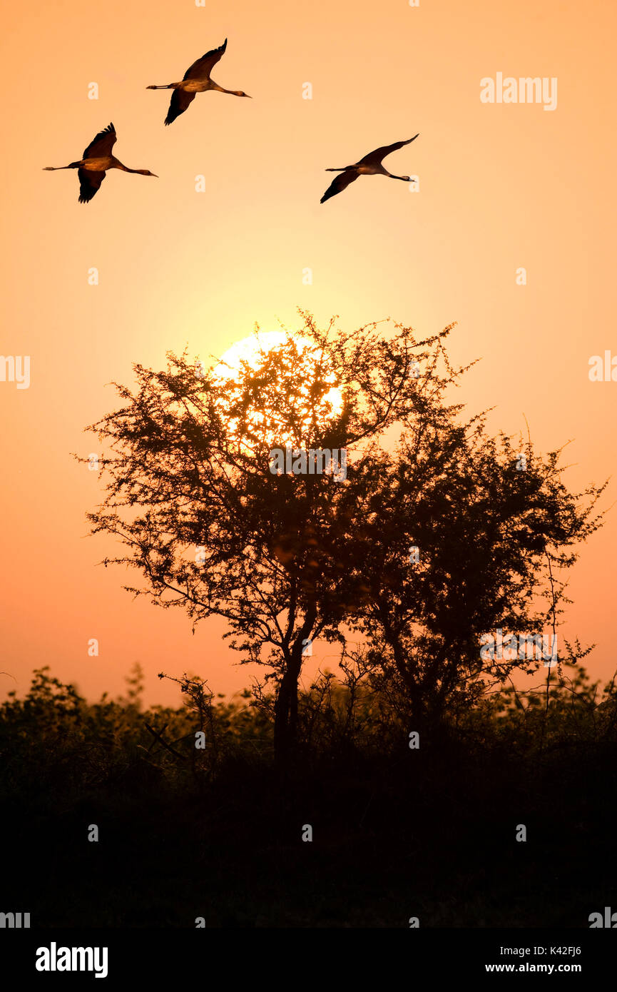 Sarus Crane, Grus antigone, Rann de Kutch, Gujarat, Inde, trois, 3, en vol contre sunset sky, couleur orange, silhouette Banque D'Images