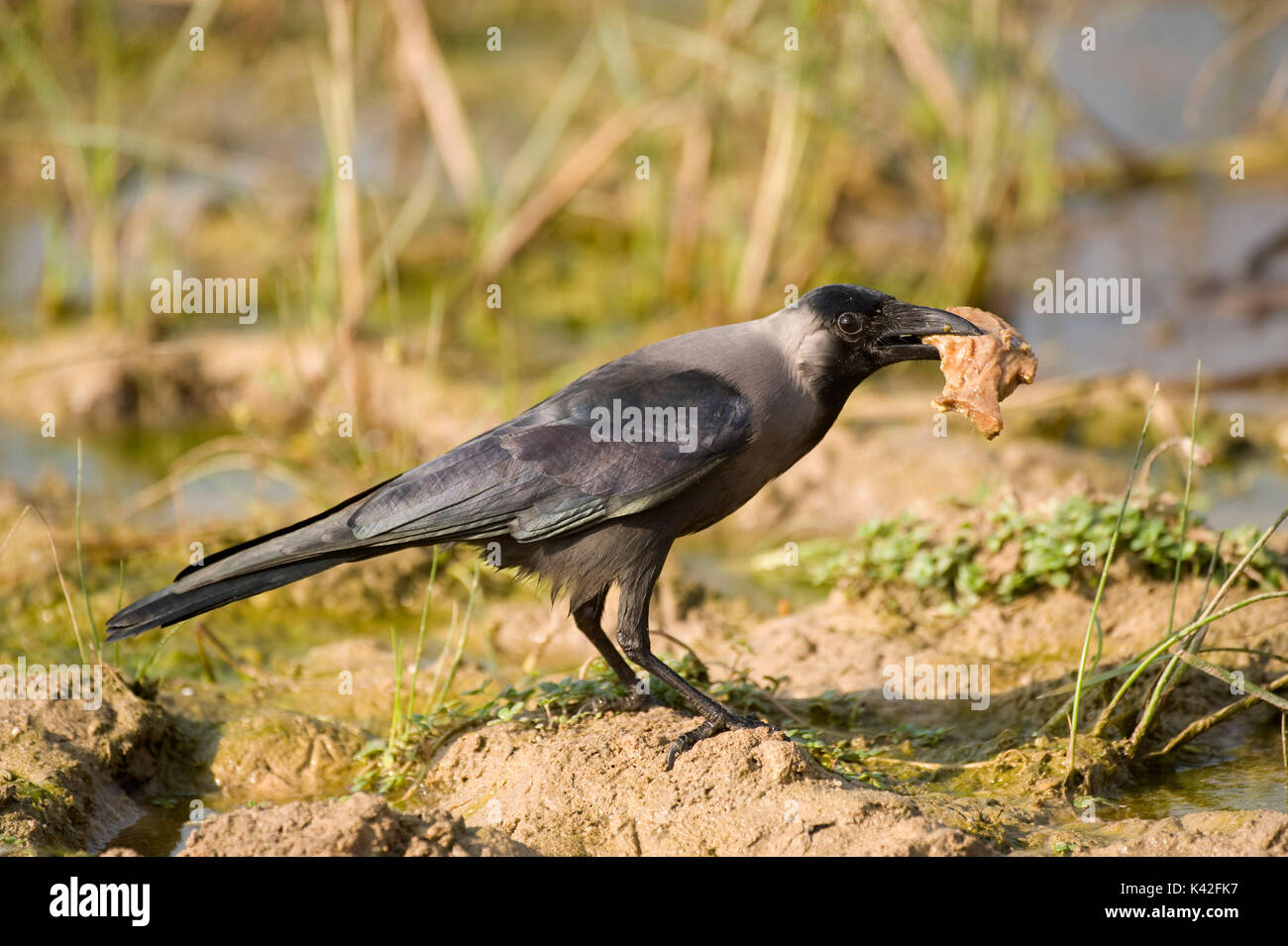 House Crow, Corvus splendens, Nalsarovar Bird Sanctuary, Gujarat, Inde, Colombo Crow, se nourrissant d'aliments récupérés Banque D'Images