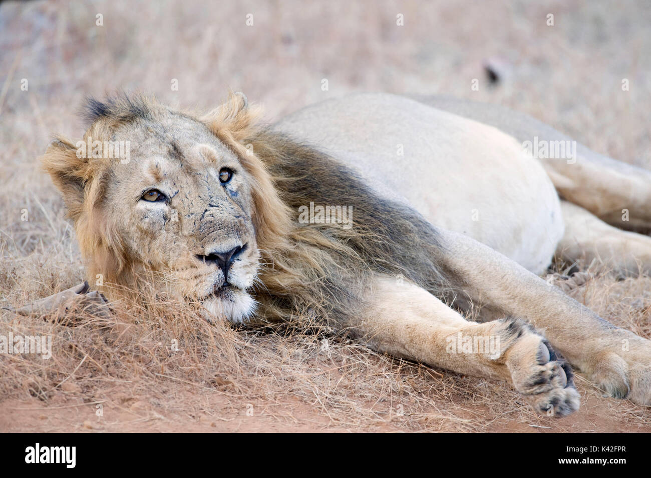 Lion d'Asie, Panthera leo persica, homme, Gir Forest National Park and Wildlife Sanctuary, Gujarat, Inde, gravement menacés, Liste rouge de l'UICN Thr Banque D'Images
