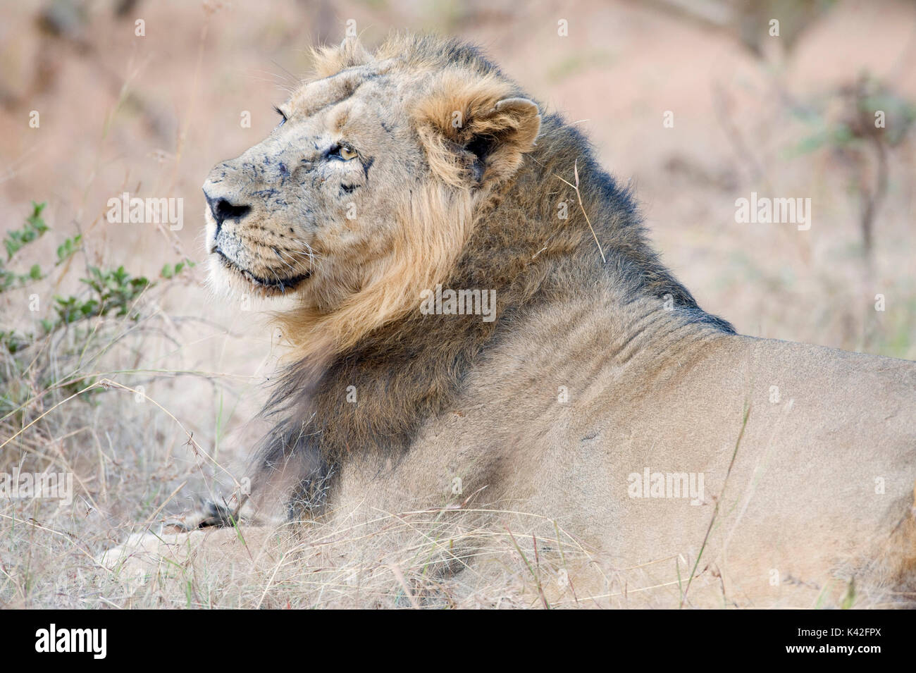 Lion d'Asie, Panthera leo persica, homme, Gir Forest National Park and Wildlife Sanctuary, Gujarat, Inde, gravement menacés, Liste rouge de l'UICN Thr Banque D'Images