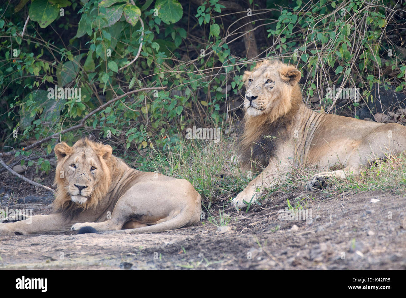 Lion d'Asie, Panthera leo persica, homme, paire ensemble, frères, Gir Forest National Park and Wildlife Sanctuary, Gujarat, Inde, Critique Endange Banque D'Images