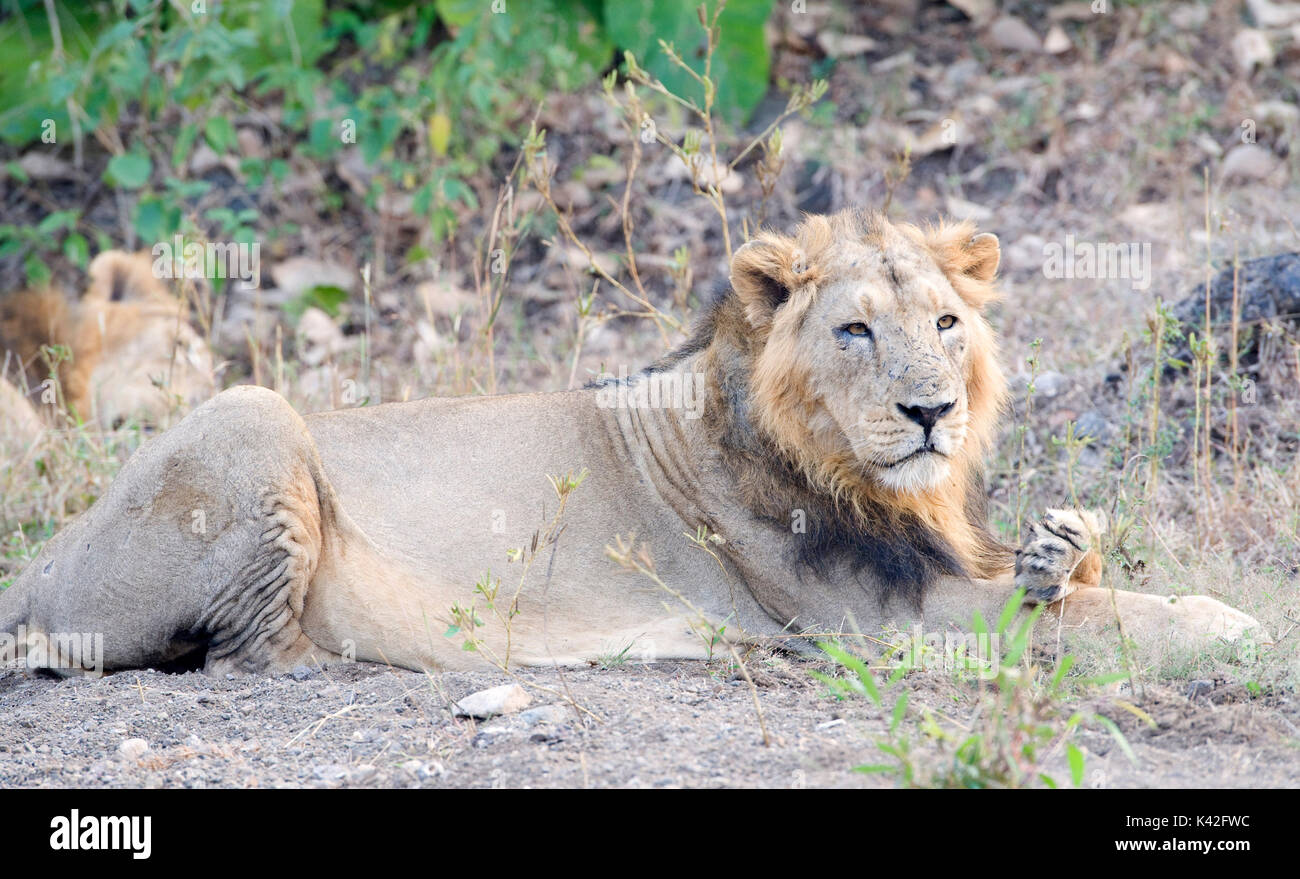 Lion d'Asie, Panthera leo persica, homme, Gir Forest National Park and Wildlife Sanctuary, Gujarat, Inde, gravement menacés, Liste rouge de l'UICN Thr Banque D'Images