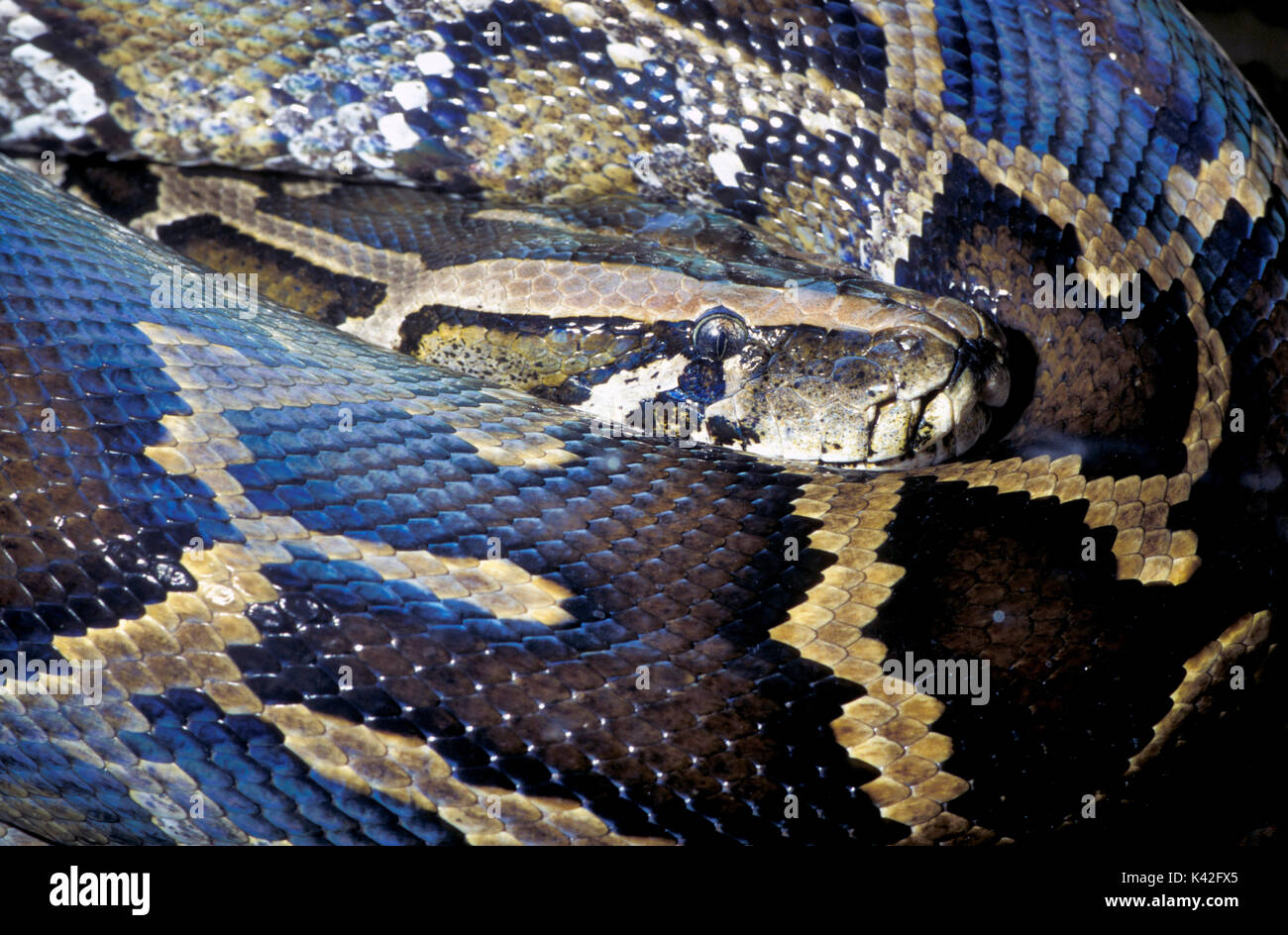 Serpent Python birman ou indiennes, Python molurus, en Asie du sud-est, s'enroula autour de la peau, modèle, Banque D'Images