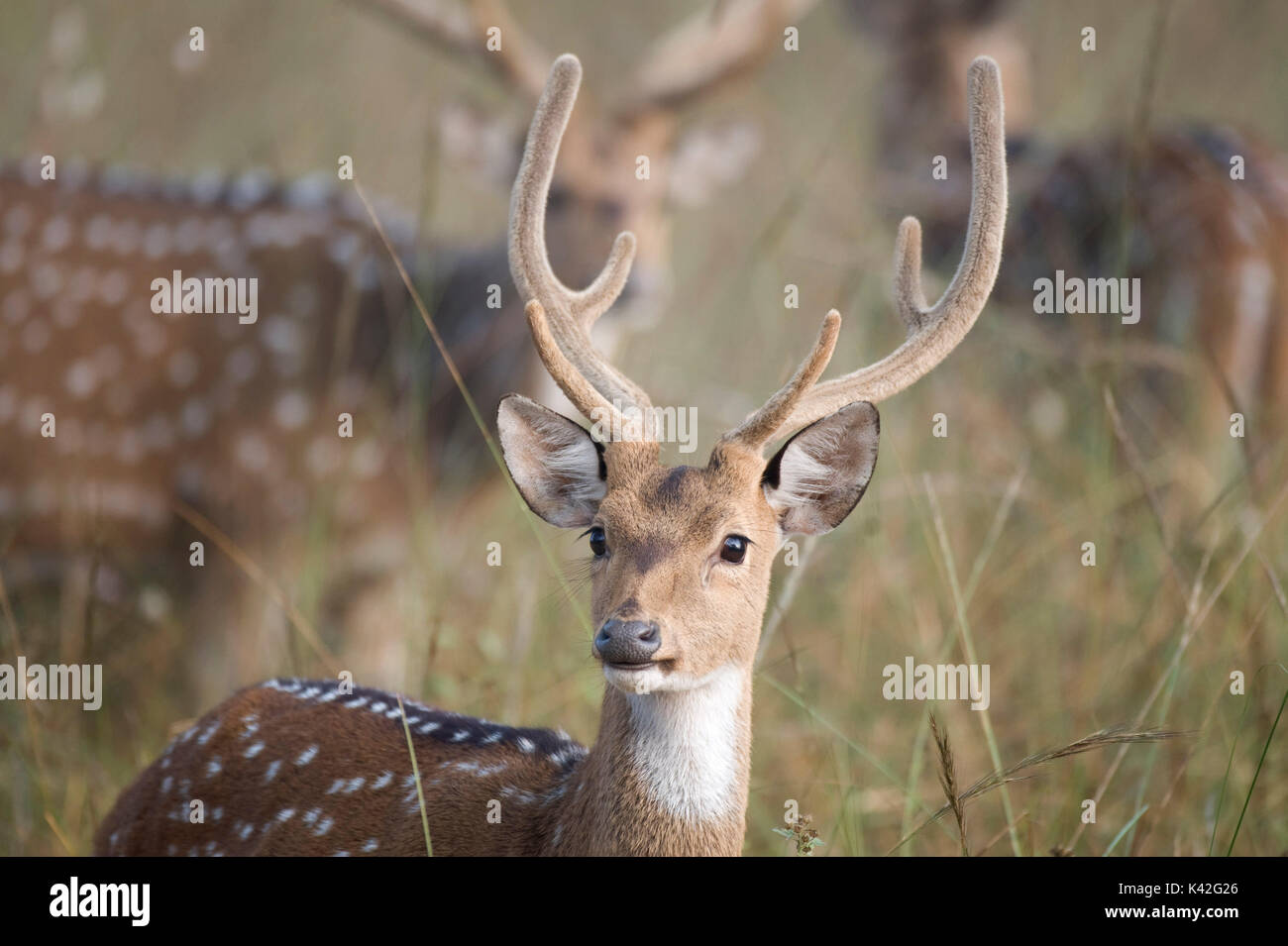 Spotted Deer ou Chital, cerf, Axis axis, Bandhavgarh National Park, homme, groupe nourrir ensemble dans l'herbe haute Banque D'Images