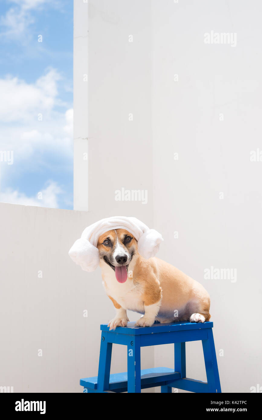 Corgi Pembroke se détendre après baignoire dans l'heure d'été Banque D'Images