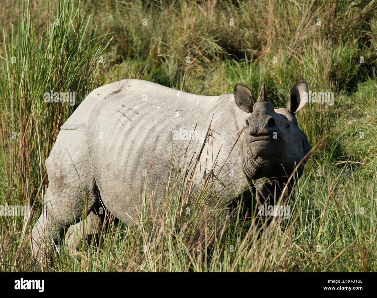 Rhinocéros indien, Rhinoceros unicornis, dans l'herbe haute, le parc national de Kaziranga, Assam, Inde, patrimoine mondial et l'UICN UICN Catégorie II Site, 2004 Disparition Banque D'Images