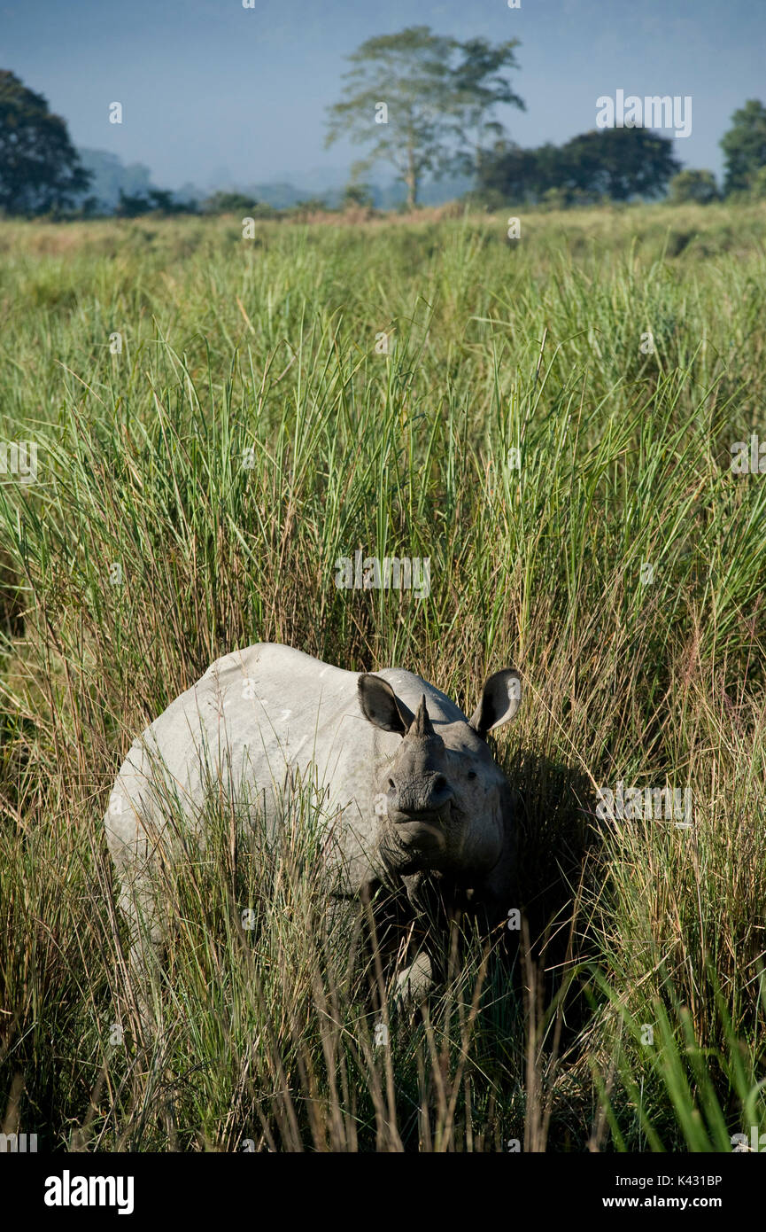 Rhinocéros indien, Rhinoceros unicornis, dans l'herbe haute, le parc national de Kaziranga, Assam, Inde, patrimoine mondial et l'UICN UICN Catégorie II Site, 2004 Disparition Banque D'Images