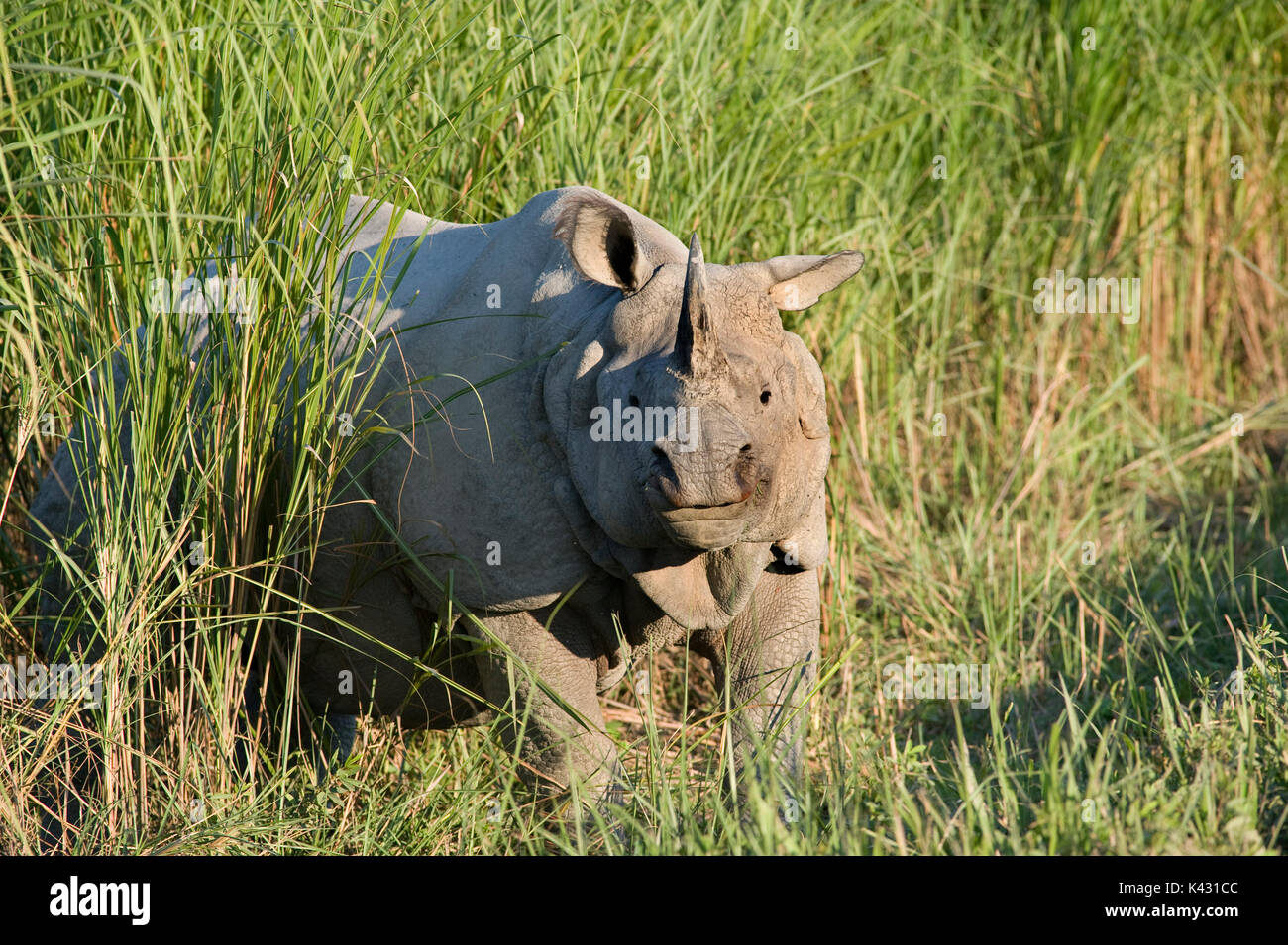 Rhinocéros indien, Rhinoceros unicornis, dans l'herbe haute, le parc national de Kaziranga, Assam, Inde, patrimoine mondial et l'UICN UICN Catégorie II Site, 2004 Disparition Banque D'Images