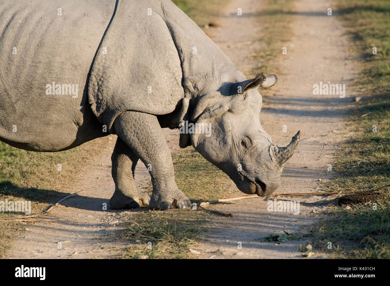 Rhinocéros indien, Rhinoceros unicornis, randonnée pédestre traversant la route, le parc national de Kaziranga, Assam, Inde, patrimoine mondial et l'UICN UICN Catégorie II Site, 2004 fr Banque D'Images